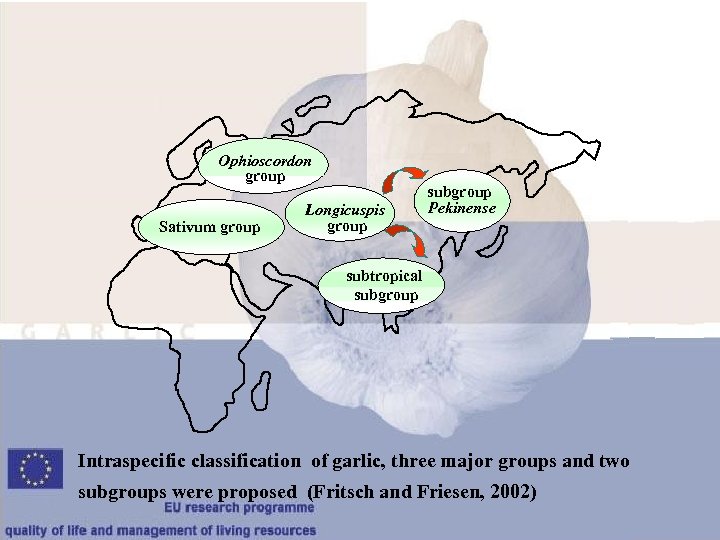 Ophioscordon group Sativum group Longicuspis group subgroup Pekinense subtropical subgroup Intraspecific classification of garlic,