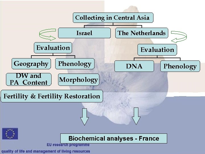 Collecting in Central Asia Israel Evaluation Geography DW and PA Content Phenology The Netherlands