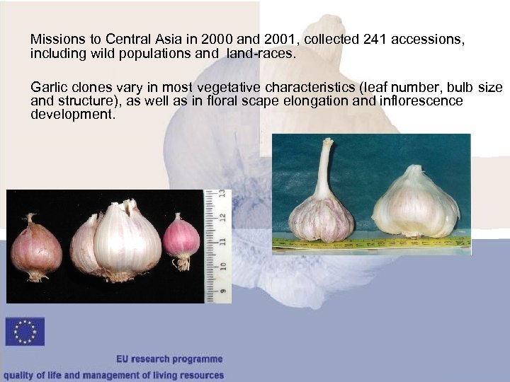 Missions to Central Asia in 2000 and 2001, collected 241 accessions, including wild populations