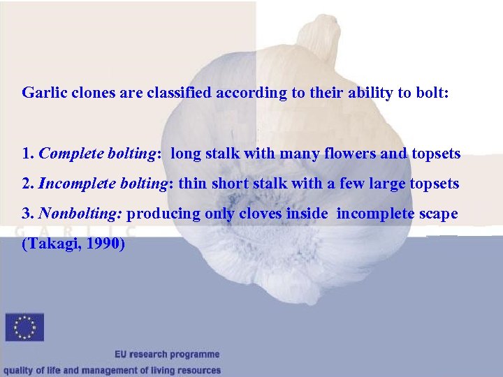Garlic clones are classified according to their ability to bolt: 1. Complete bolting: long