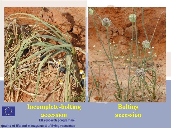 Incomplete-bolting accession Bolting accession 