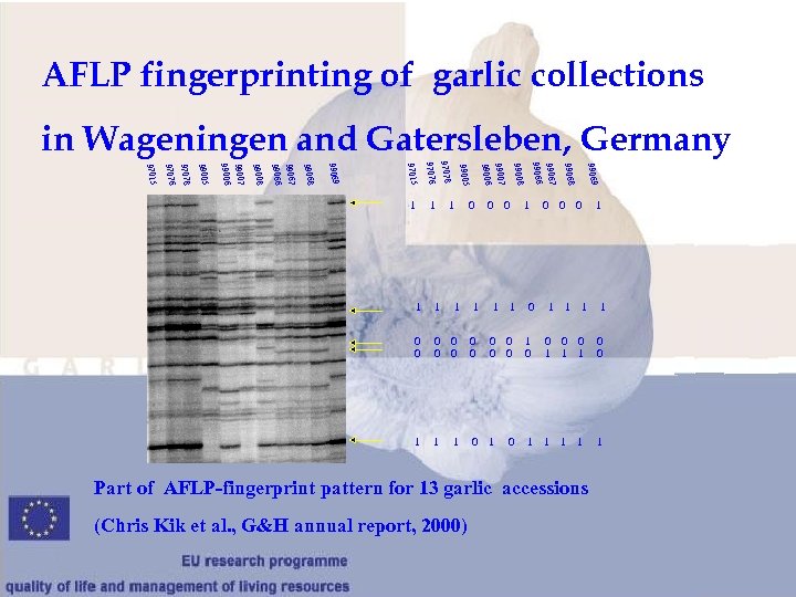 AFLP fingerprinting of garlic collections in Wageningen and Gatersleben, Germany 1 0 99069 0
