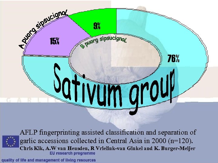 9% 15% 76% AFLP fingerprinting assisted classification and separation of garlic accessions collected in