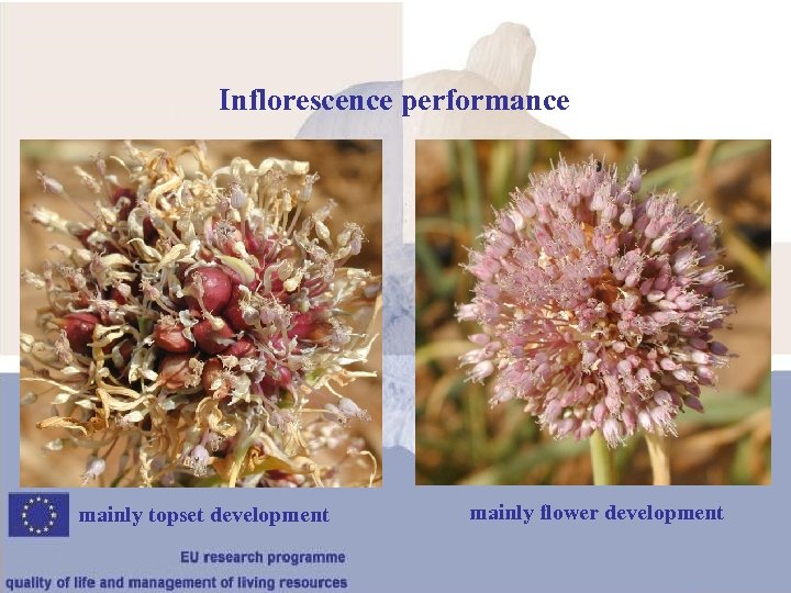 Inflorescence performance mainly topset development mainly flower development 