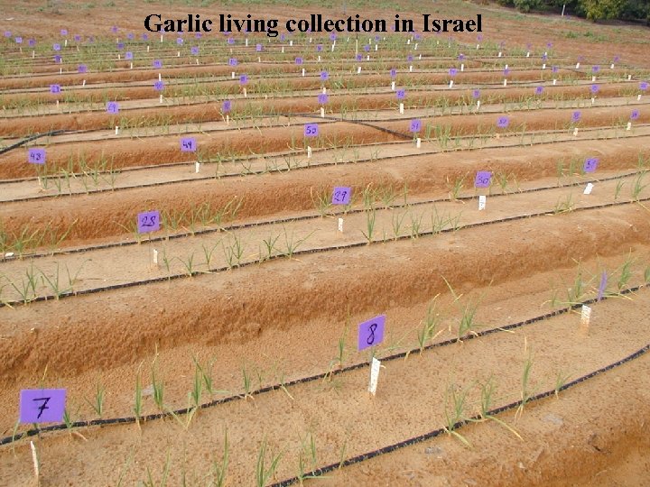 Garlic living collection in Israel 