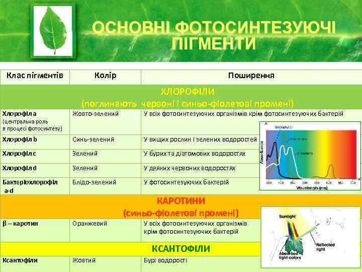 ОСНОВНІ ФОТОСИНТЕЗУЮЧІ ПІГМЕНТИ Клас пігментів Колір Поширення ХЛОРОФІЛИ (поглинають червоні і синьо-фіолетові промені) Хлорофіл