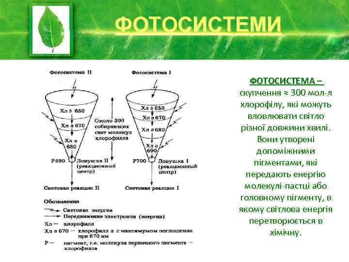 ФОТОСИСТЕМИ ФОТОСИСТЕМА – скупчення ≈ 300 мол-л хлорофілу, які можуть вловлювати світло різної довжини