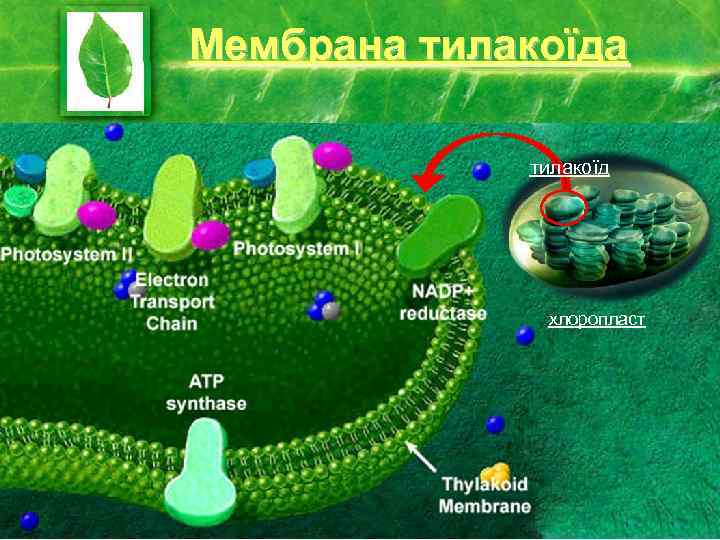 Мембрана тилакоїд хлоропласт 