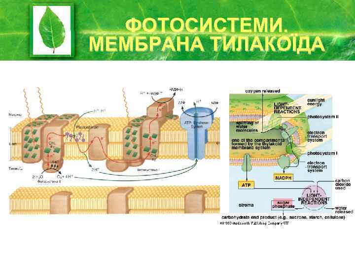 ФОТОСИСТЕМИ. МЕМБРАНА ТИЛАКОЇДА 