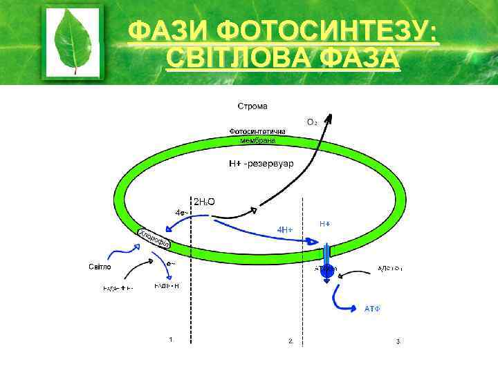 ФАЗИ ФОТОСИНТЕЗУ: СВІТЛОВА ФАЗА 
