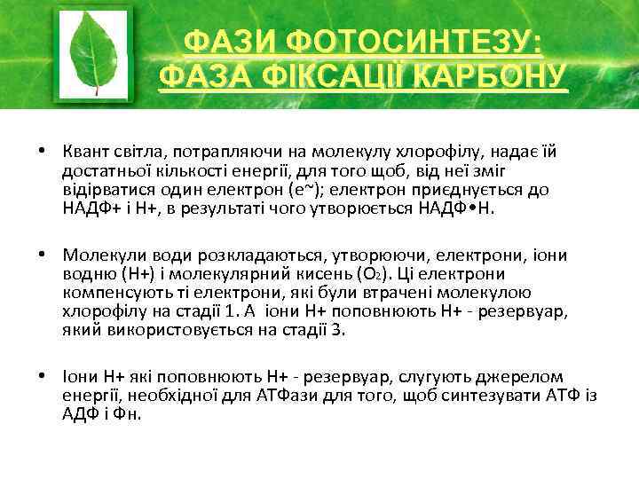 ФАЗИ ФОТОСИНТЕЗУ: ИМ ФАЗА ФІКСАЦІЇ КАРБОНУ • Квант світла, потрапляючи на молекулу хлорофілу, надає