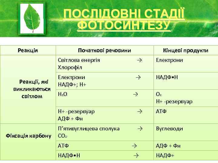 Послідовні стадії фотосинтезу ПОСЛІДОВНІ СТАДІЇ ФОТОСИНТЕЗУ Реакція Початкові речовини Кінцеві продукти Світлова енергія Хлорофіл