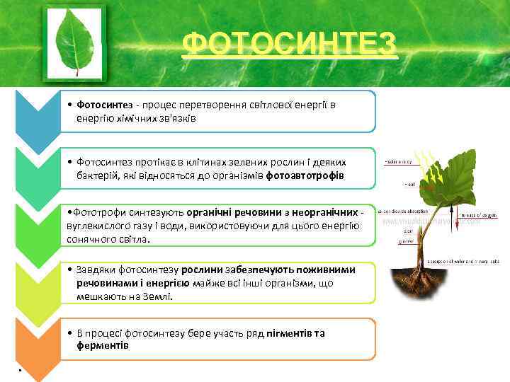 ФОТОСИНТЕЗ • Фотосинтез - процес перетворення світлової енергії в енергію хімічних зв'язків • Фотосинтез