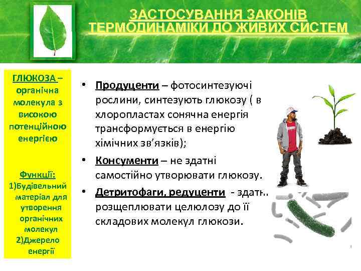 ЗАСТОСУВАННЯ ЗАКОНІВ ТЕРМОДИНАМІКИ ДО ЖИВИХ СИСТЕМ ГЛЮКОЗА – органічна молекула з високою потенційною енергією