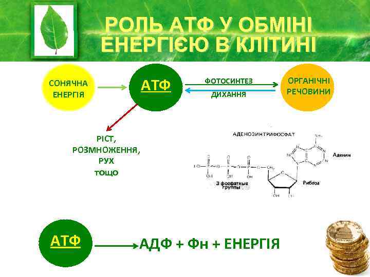 РОЛЬ АТФ У ОБМІНІ ЕНЕРГІЄЮ В КЛІТИНІ АТФ СОНЯЧНА ЕНЕРГІЯ ФОТОСИНТЕЗ ДИХАННЯ РІСТ, РОЗМНОЖЕННЯ,