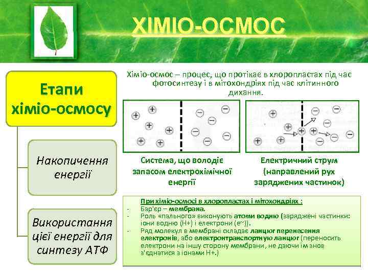 ХІМІО-ОСМОС Етапи хіміо-осмосу Хіміо-осмос – процес, що протікає в хлоропластах під час фотосинтезу і