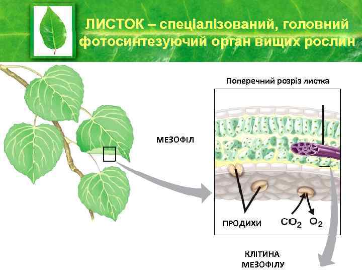 ЛИСТОК – спеціалізований, головний фотосинтезуючий орган вищих рослин Поперечний розріз листка МЕЗОФІЛ ПРОДИХИ КЛІТИНА