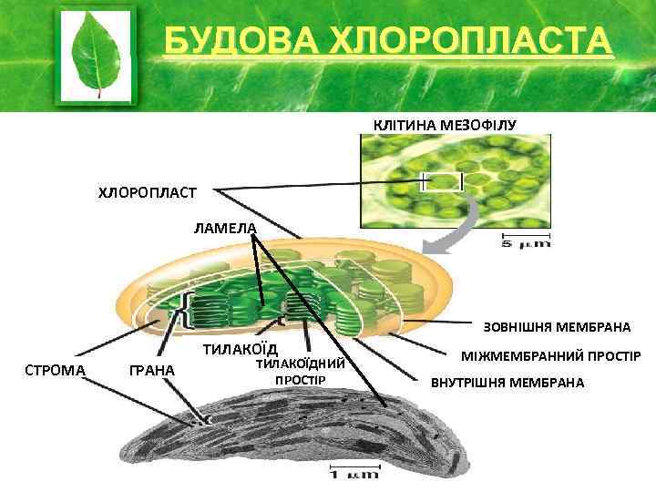 БУДОВА ХЛОРОПЛАСТА КЛІТИНА МЕЗОФІЛУ ХЛОРОПЛАСТ ЛАМЕЛА ЗОВНІШНЯ МЕМБРАНА ТИЛАКОЇД СТРОМА ГРАНА ТИЛАКОЇДНИЙ ПРОСТІР МІЖМЕМБРАННИЙ