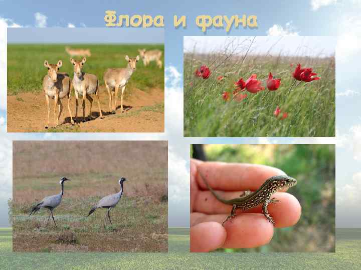 Флора и фауна 