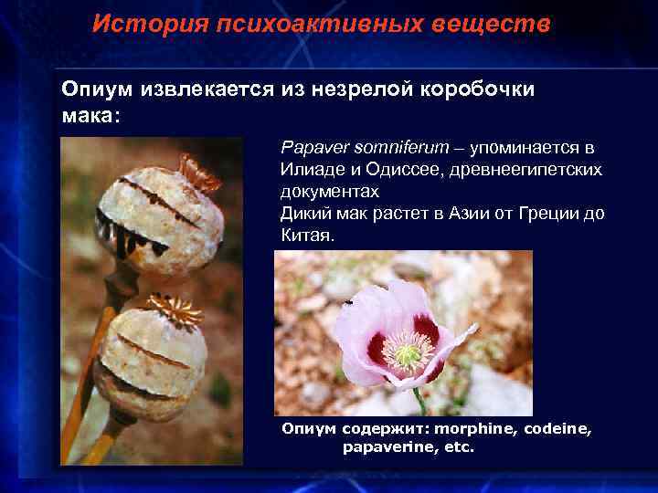 История психоактивных веществ Опиум извлекается из незрелой коробочки мака: Papaver somniferum – упоминается в