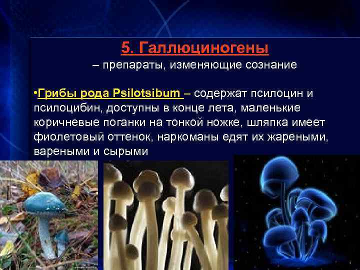 5. Галлюциногены – препараты, изменяющие сознание • Грибы рода Psilotsibum – содержат псилоцин и