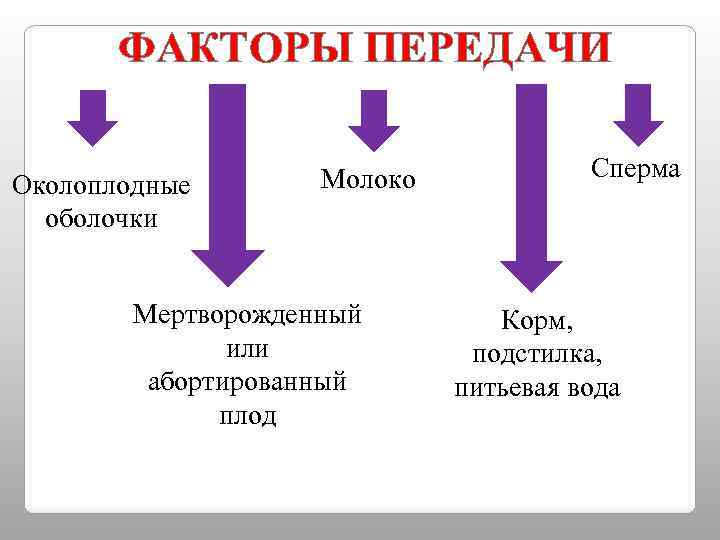 ФАКТОРЫ ПЕРЕДАЧИ Околоплодные оболочки Молоко Мертворожденный или абортированный плод Сперма Корм, подстилка, питьевая вода