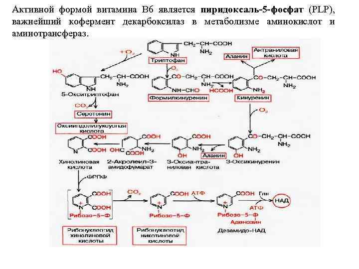 Роль витаминов в обмене аминокислот. Витамин б6 биохимия. Коферментная форма витамина в6. Кофермент витамина в6. Активную формулу витамина в6:.