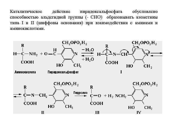 Каталитическое действие пиридоксальфосфата обусловлено способностью альдегидной группы (- CHO) образовывать азометины типа I и