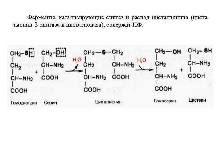 Ферменты, катализирующие синтез и распад цистатионина (цистатионин-β-синтаза и цистатионаза), содержат ПФ. 