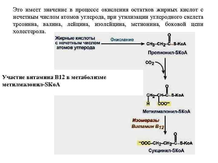 Это имеет значение в процессе окисления остатков жирных кислот с нечетным числом атомов углерода,