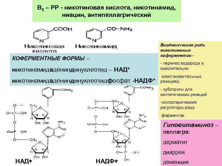 Группа б активная форма. Синтез никотиновая кислота биохимия. Кофермент никотиновой кислоты. Кофермент витамина в3. Витамин в5 кофермент над.