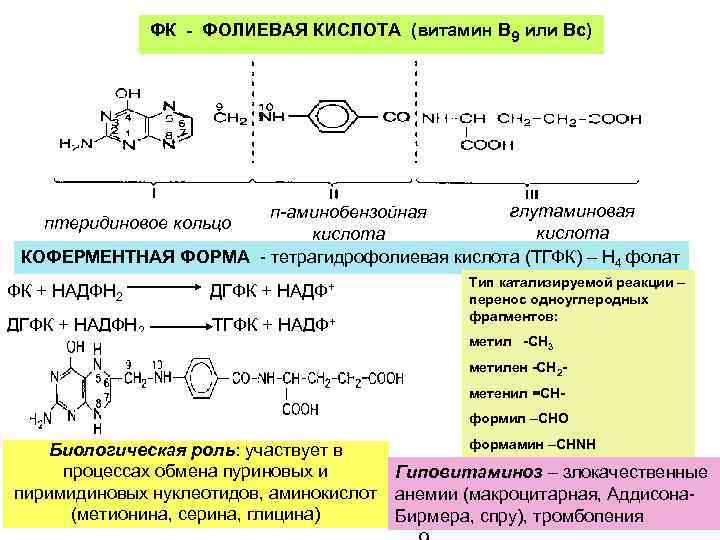 Роль витамина в9