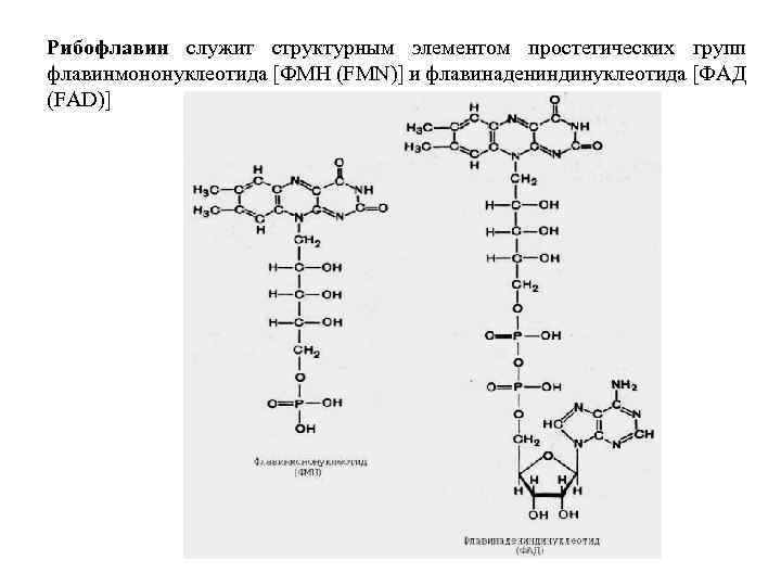 Рибофлавин служит структурным элементом простетических групп флавинмононуклеотида [ФМН (FMN)] и флавинадениндинуклеотида [ФАД (FAD)] 