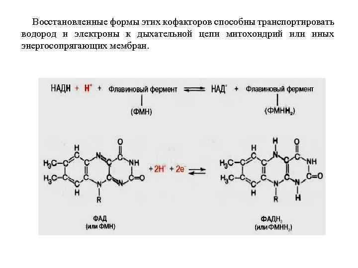 Восстановленные формы этих кофакторов способны транспортировать водород и электроны к дыхательной цепи митохондрий или