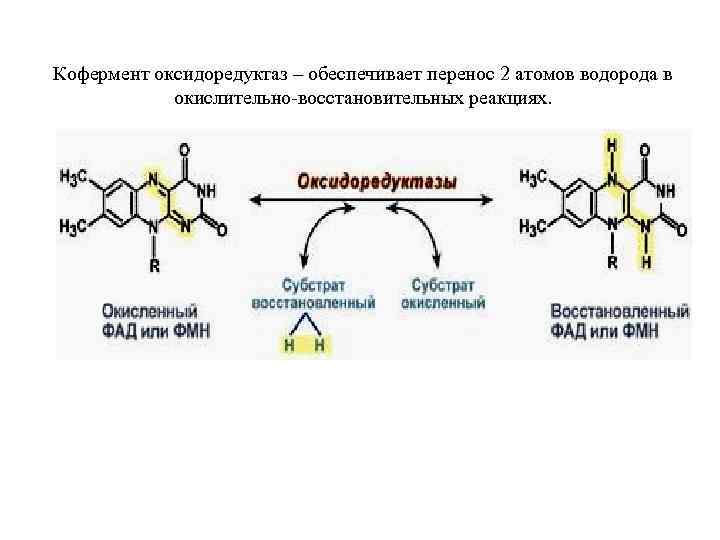 Кофермент оксидоредуктаз – обеспечивает перенос 2 атомов водорода в окислительно-восстановительных реакциях. 