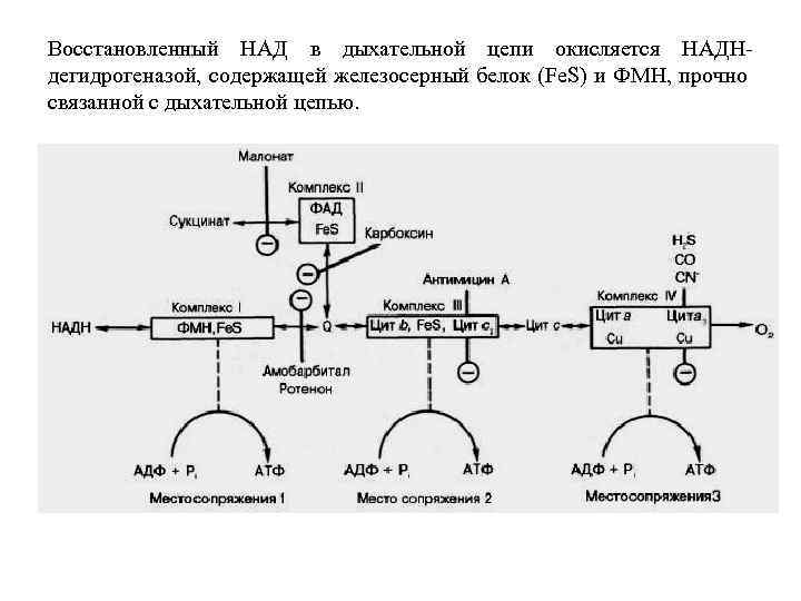 Восстановленный НАД в дыхательной цепи окисляется НАДНдегидрогеназой, содержащей железосерный белок (Fe. S) и ФМН,