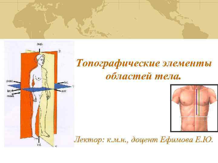 Топографические элементы областей тела. Лектор: к. м. н. , доцент Ефимова Е. Ю. 