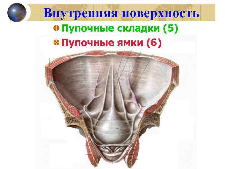 Внутренняя поверхность Пупочные складки (5) Пупочные ямки (6) 