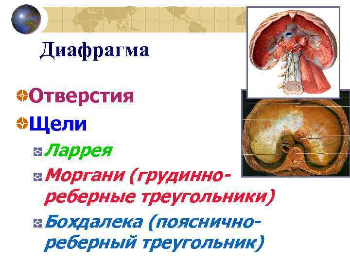 Анатомические области тела человека схема