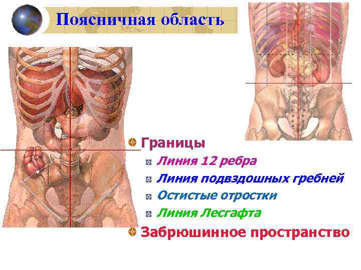 Поясничная область Границы Линия 12 ребра Линия подвздошных гребней Остистые отростки Линия Лесгафта Забрюшинное