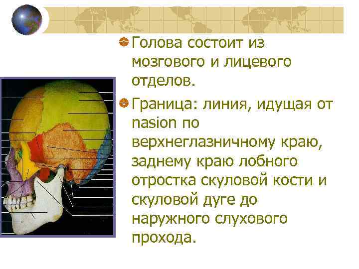 Голова состоит из мозгового и лицевого отделов. Граница: линия, идущая от nasion по верхнеглазничному