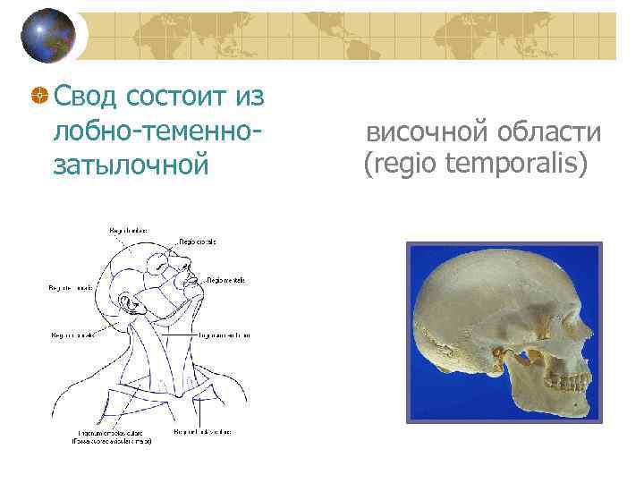 Свод состоит из лобно-теменнозатылочной височной области (regio temporalis) 