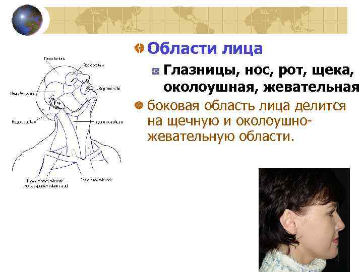 Области лица Глазницы, нос, рот, щека, околоушная, жевательная боковая область лица делится на щечную