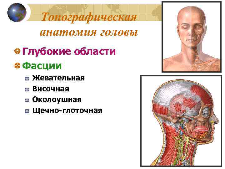 Топографическая анатомия головы Глубокие области Фасции Жевательная Височная Околоушная Щечно-глоточная 