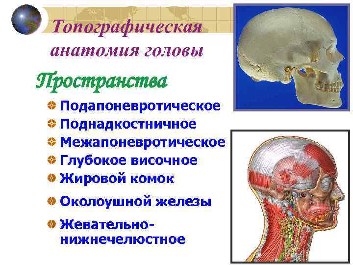Топографическая анатомия головы Пространства Подапоневротическое Поднадкостничное Межапоневротическое Глубокое височное Жировой комок Околоушной железы Жевательнонижнечелюстное