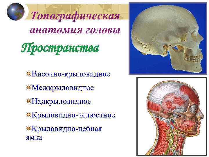 Топографическая анатомия головы Пространства Височно-крыловидное Межкрыловидное Надкрыловидное Крыловидно-челюстное Крыловидно-небная ямка 