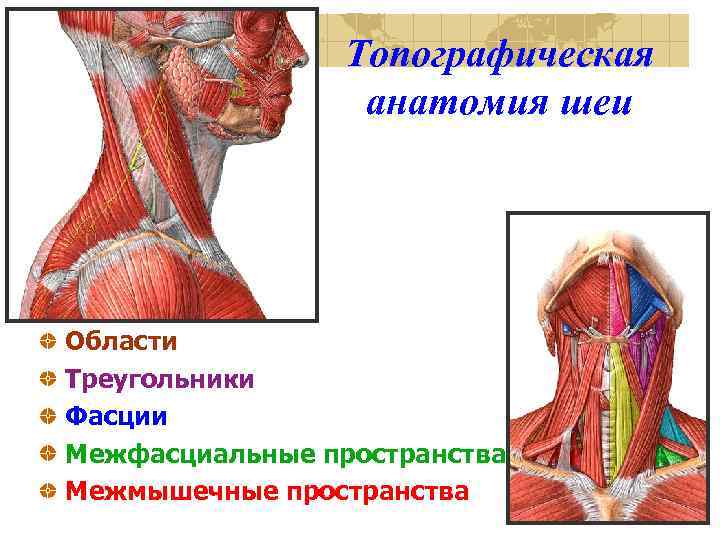 Треугольники шеи схема