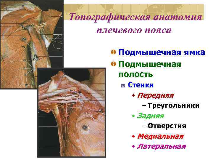 Схема кренлейна брюсовой топографическая анатомия