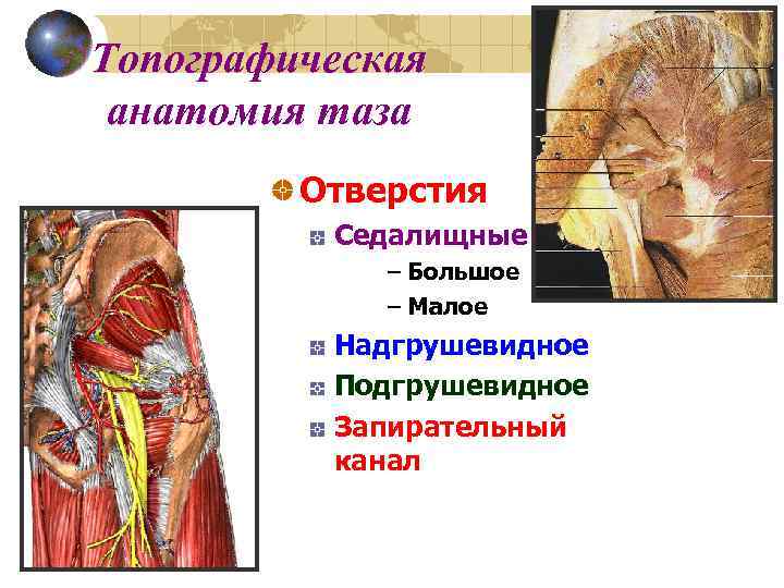 Топографическая анатомия таза Отверстия Седалищные – Большое – Малое Надгрушевидное Подгрушевидное Запирательный канал 