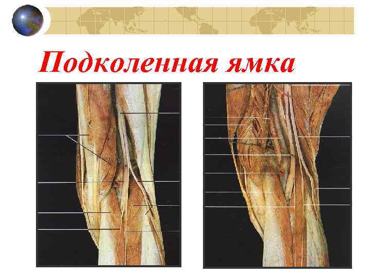 Подколенная ямка схема